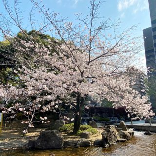 豊津公園の桜