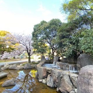 豊津公園の小さな滝と桜