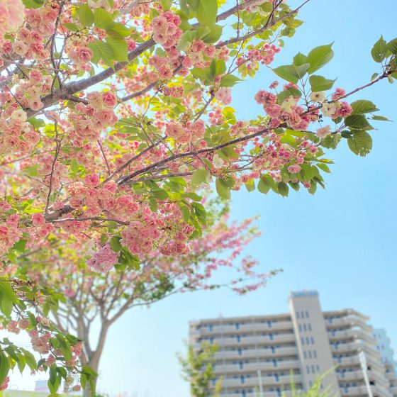 雉子鳴き道沿いにある八重桜 牡丹桜 Esaka Navi